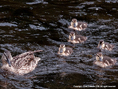 mallard duck